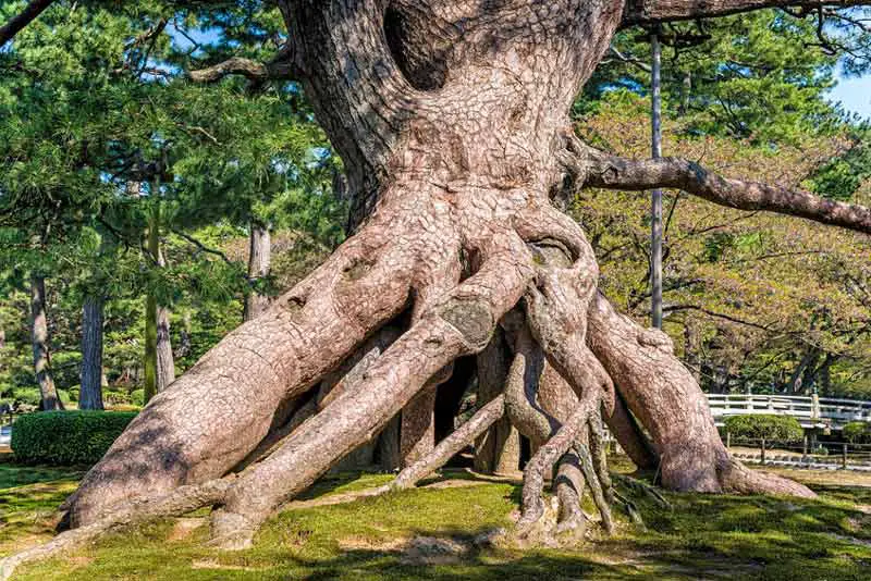 Tree with exposed roots